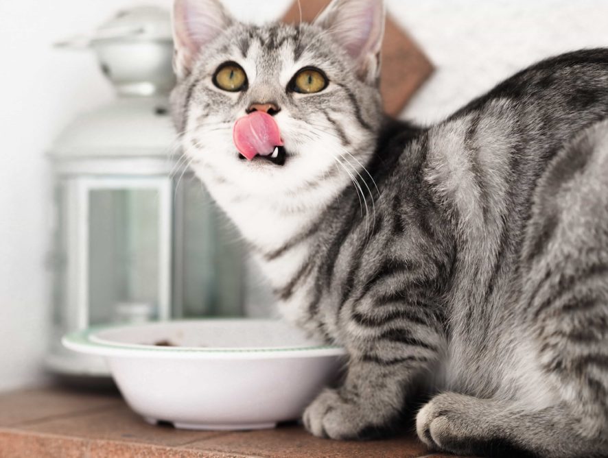 Czym karmić kota?
